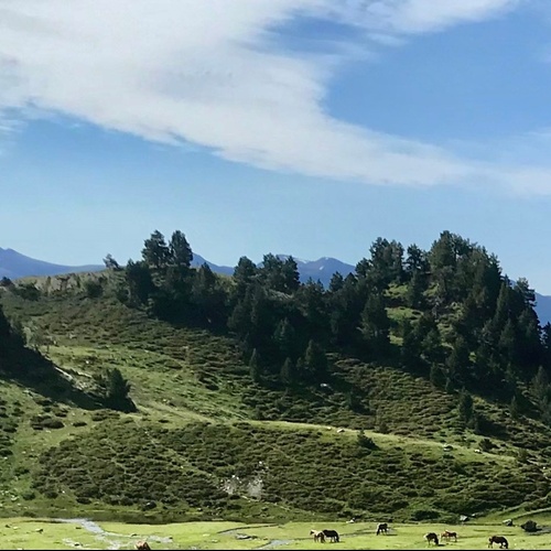 des chevaux paissent dans un champ verdoyant avec des montagnes en arrière-plan