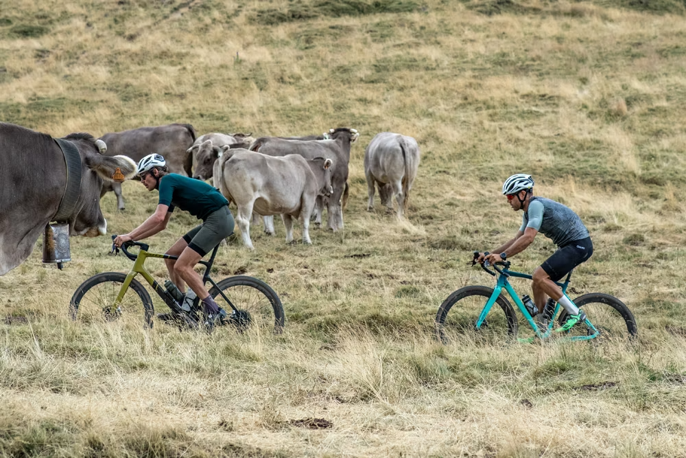 Ciclistes fent gravel a prop d'un prat amb vaques