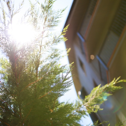 el sol brilla a través d' un arbre a l' ombra d' un edifici