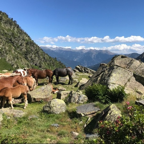 un troupeau de chevaux paissent dans un champ avec des montagnes en arrière-plan