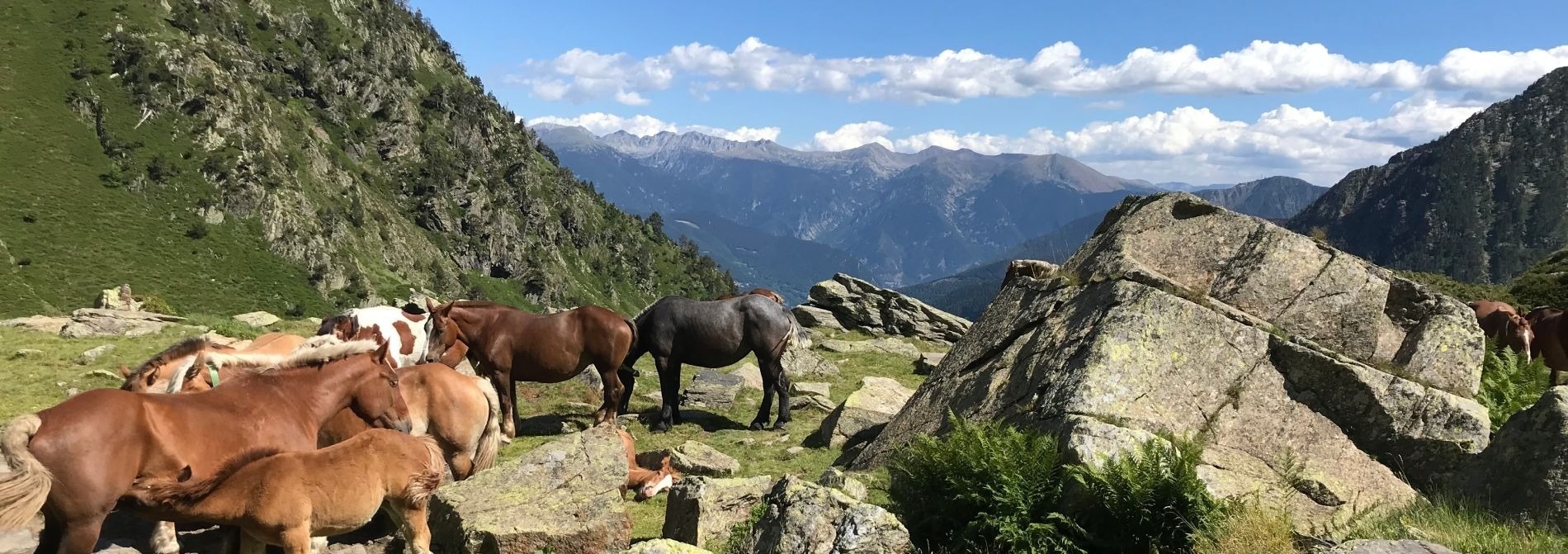 un troupeau de chevaux se tient sur une colline rocheuse avec des montagnes en arrière-plan