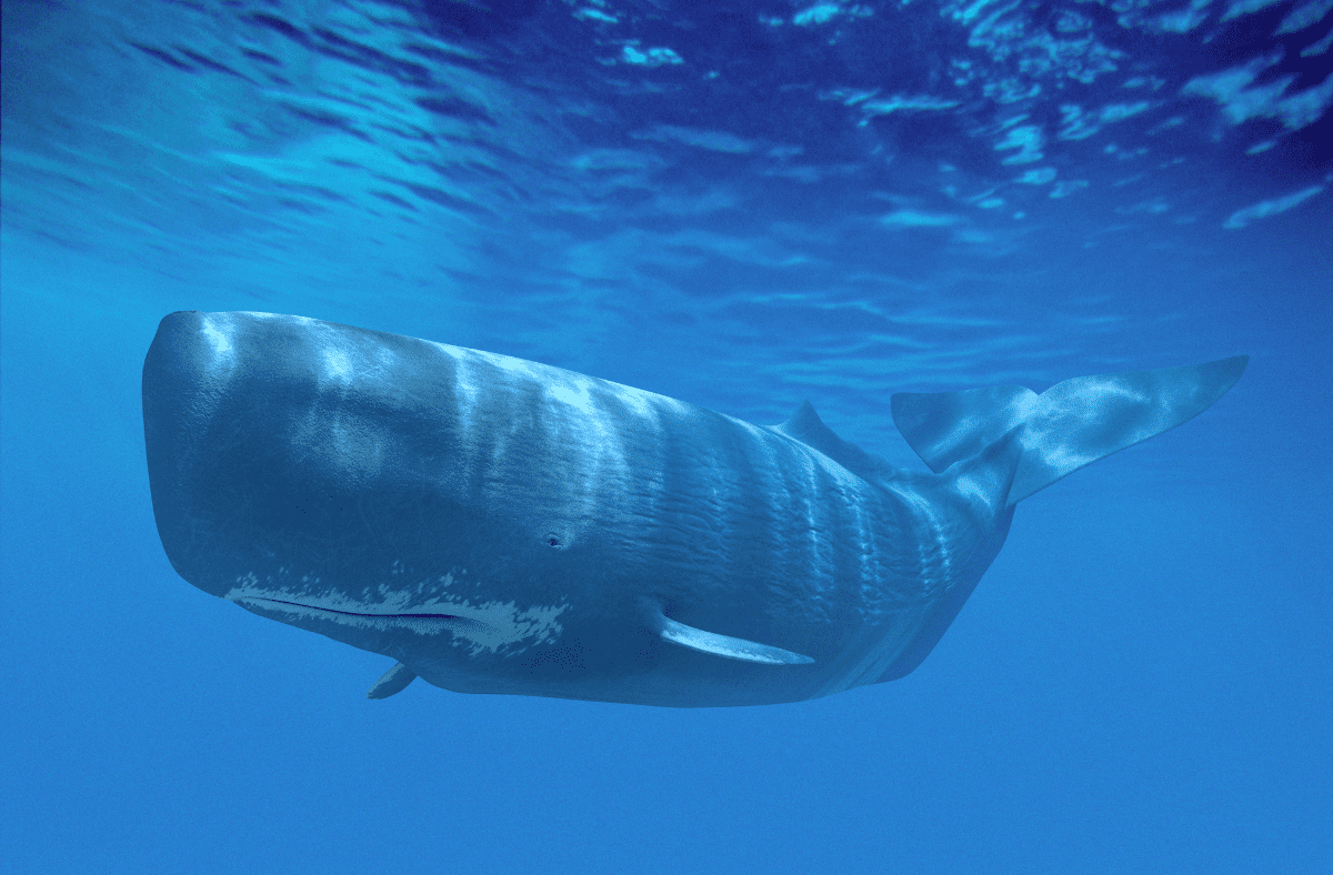 
              Whale watching in Los Gigantes