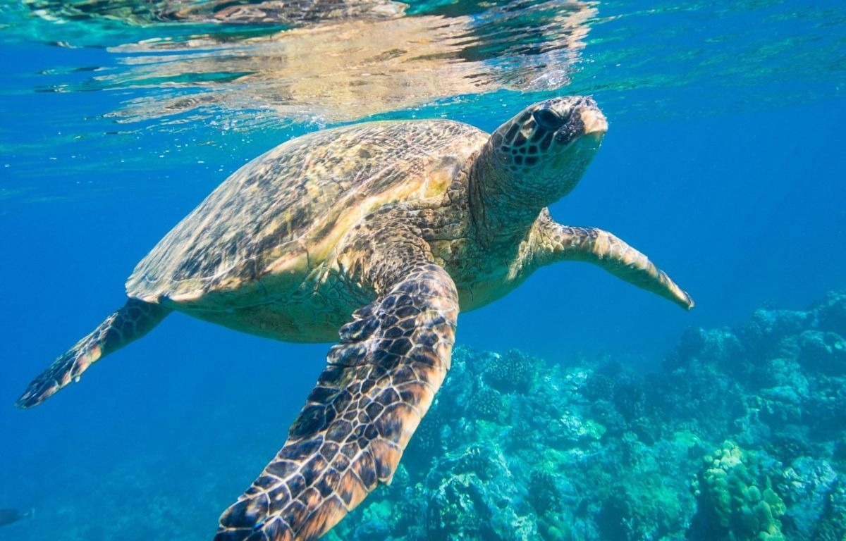Bañarse con tortugas en Tenerife