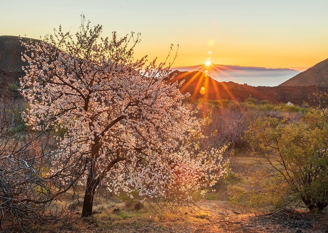 Un árbol en floración se ilumina con los intensos rayos de un atardecer vibrante sobre un paisaje montañoso con el sol brillando en el horizonte.