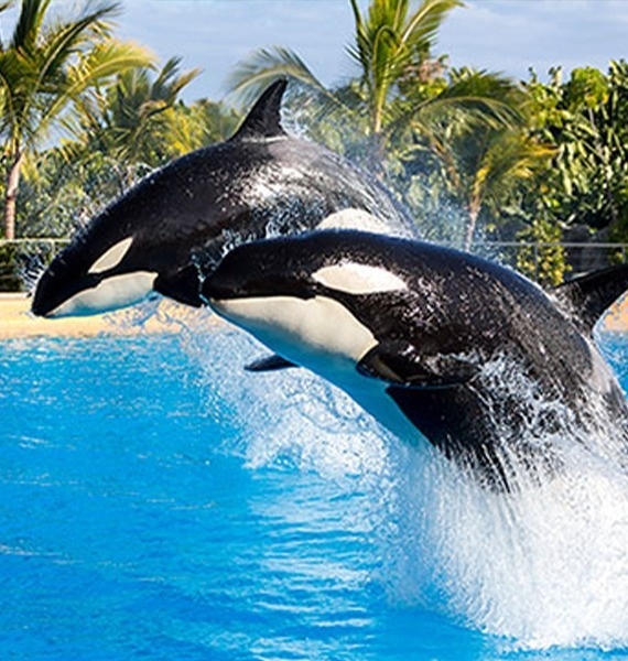 une pagode jaune est entourée d' arbres et de bâtiments