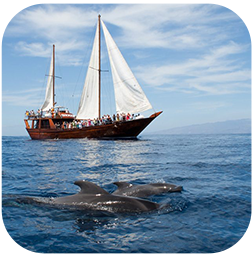 une forêt remplie d' arbres couverts de mousse verte