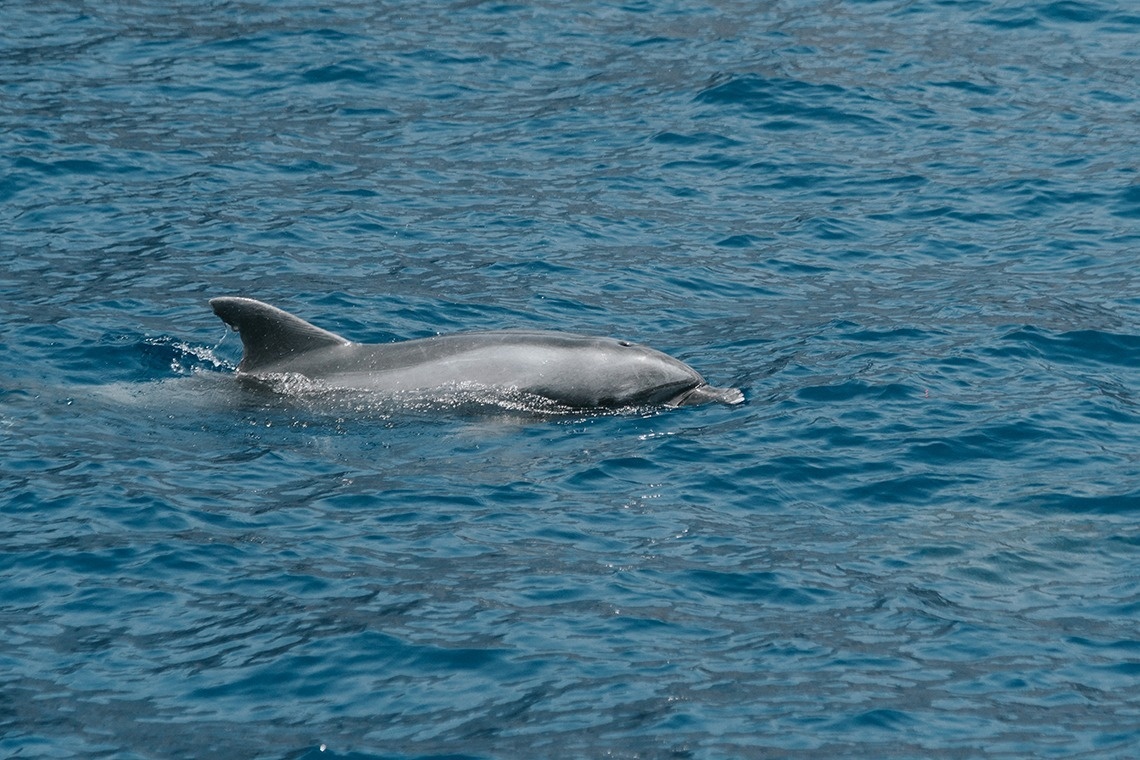 a gray dolphin is swimming in the ocean