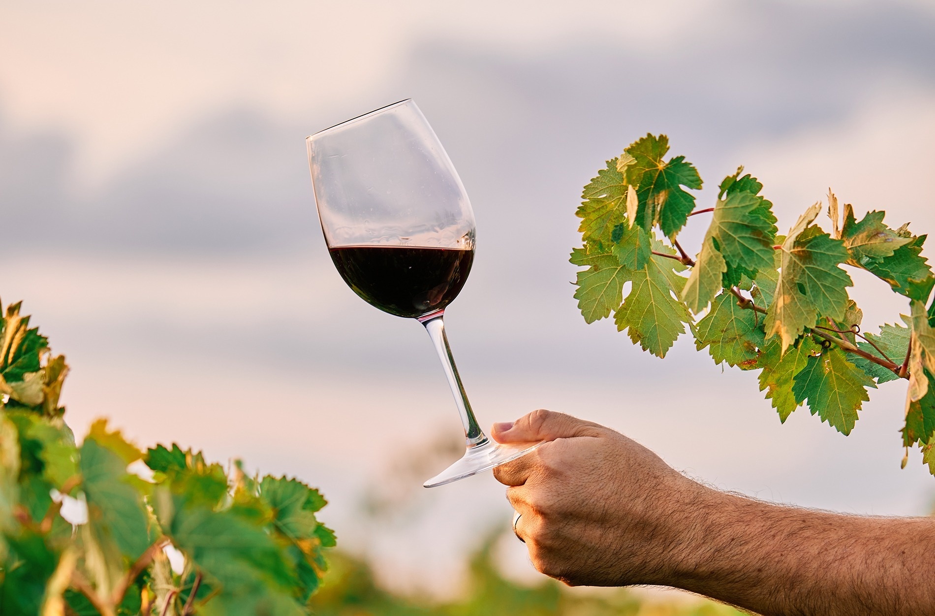 a hand is holding a glass of red wine in front of a vineyard