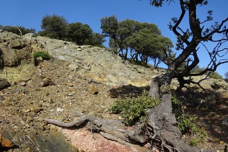 a rocky hillside with trees and roots in the foreground