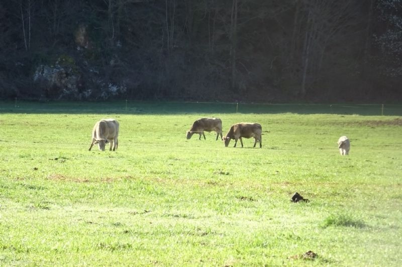 un grupo de vacas están pastando en un campo verde