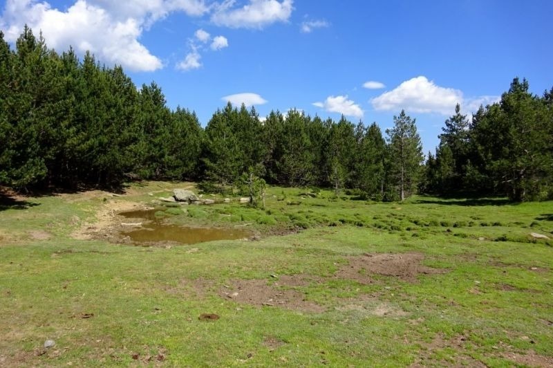 un llac a l' interior d' un bonic bosc