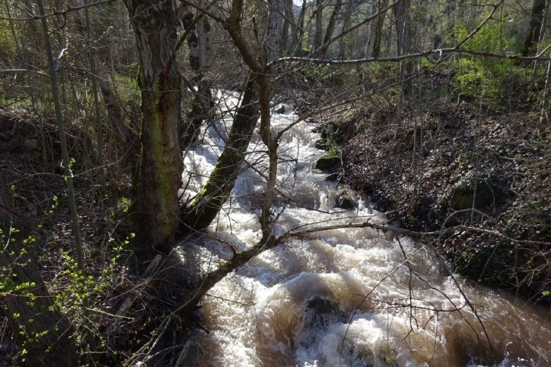 un flux d' aigua a través d' un bonic bosc