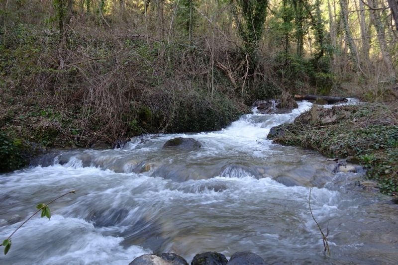a river flowing through a lush green forest