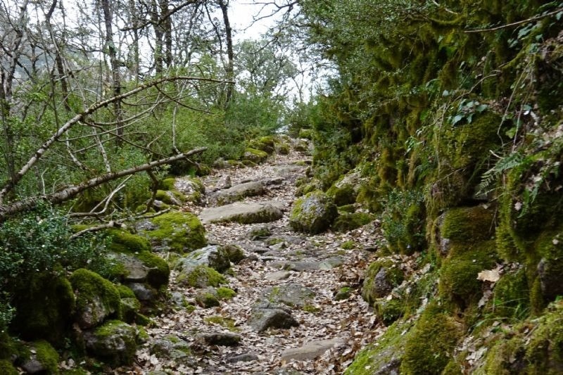 un camí a través d' un bosc cobert de rocas i musca