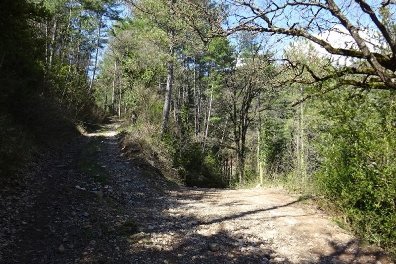 un camino de tierra a través de un bosque lleno de árboles