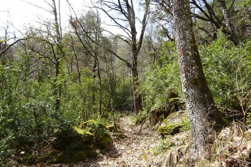 un camí a través d' un bonic envoltat d' arbres i rocas
