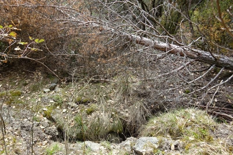 un arbre s'ha cait a la bosc