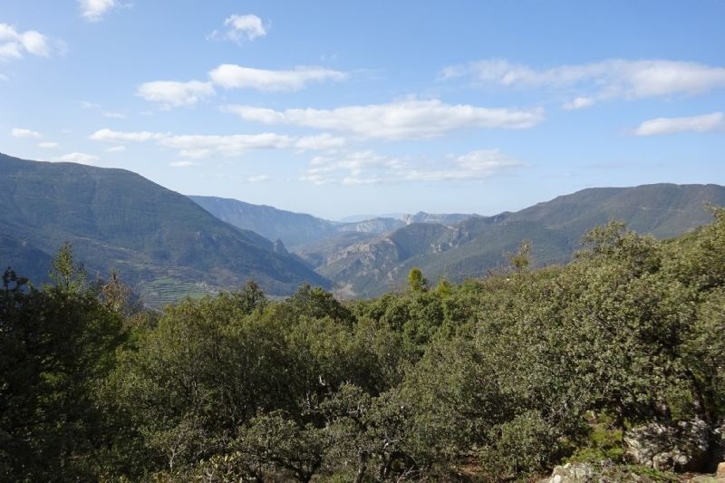 a valley with trees and mountains in the background