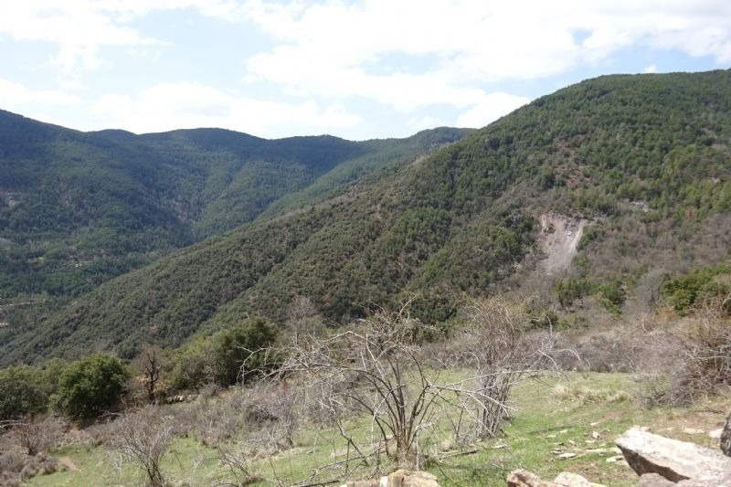 un paisatge d' arbres i rocas a la ladera d' una montagna
