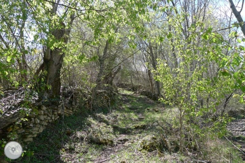 a path in the woods with a stone wall in the background