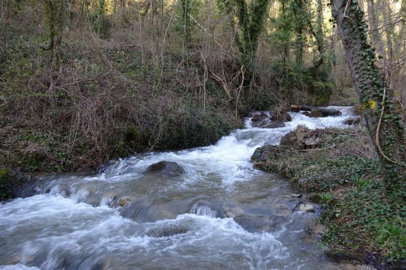 un riu flueix a través d' un bonic bosc