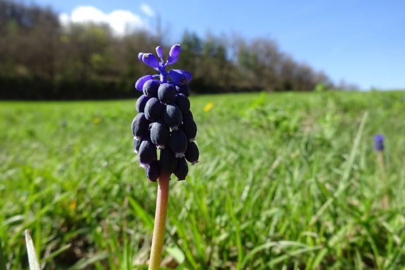 un primer plano de una flor morada en un campo de hierba
