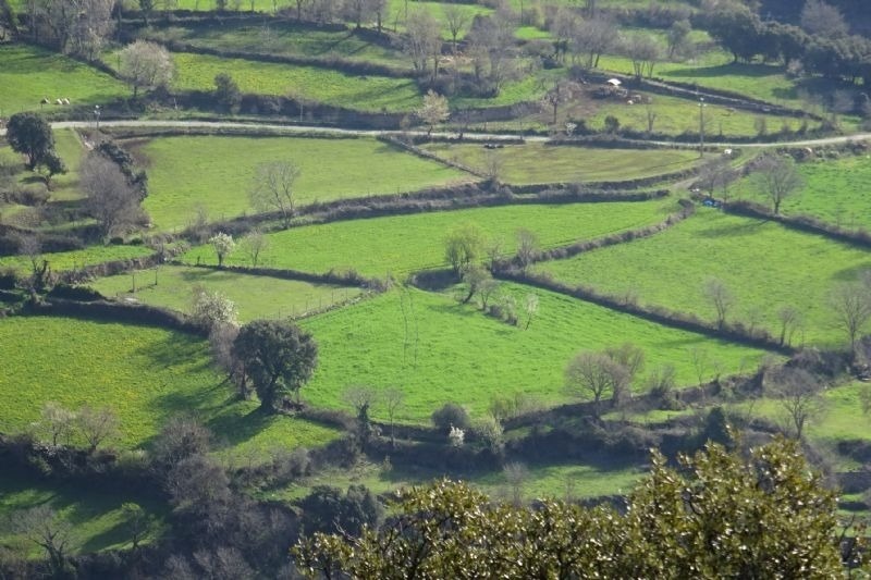 a lush green field with trees and a road