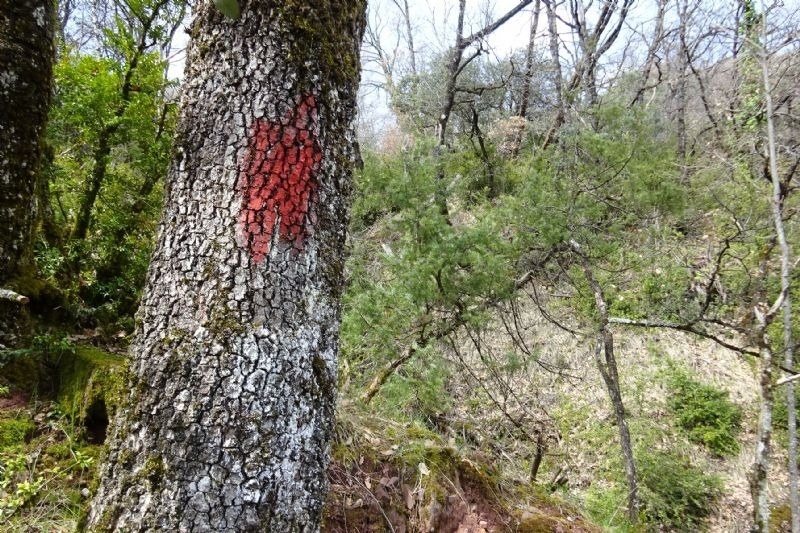 un arbre amb un cor vermell pintat al seu tronc