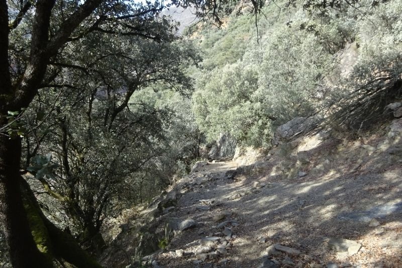 un camí de roca a través d' un bonic bosc