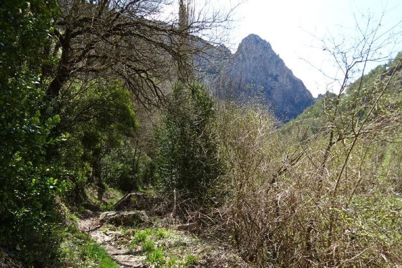 un sendero a través de un bosque con una montaña al fondo
