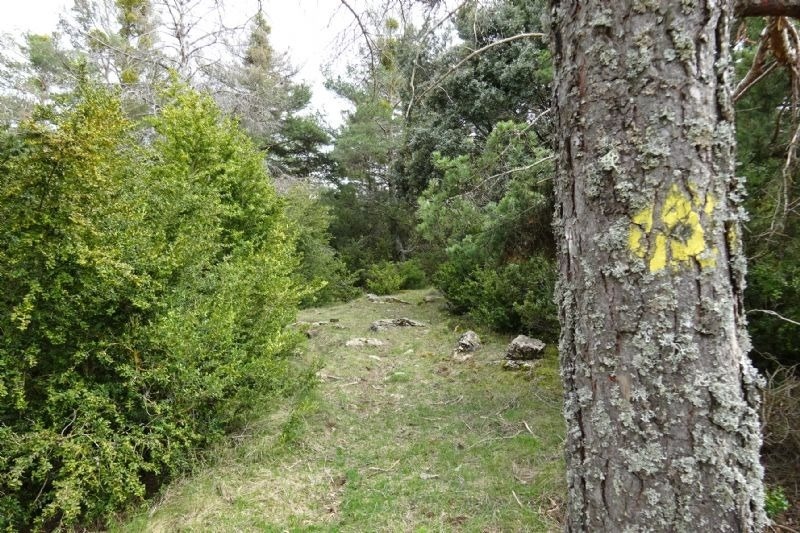 a tree with a yellow circle painted on it