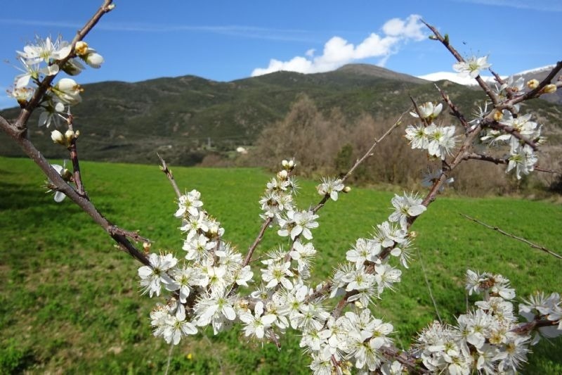 un árbol con flores blancas en un campo verde con montañas en el fondo