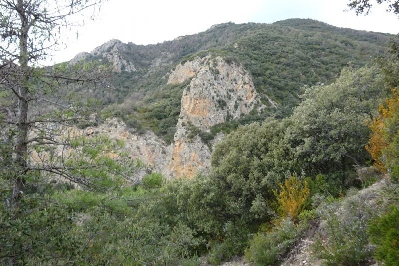 a mountain with a lot of trees on it