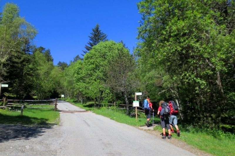 un grupo de personas con mochilas camina por una carretera a través de un bosque