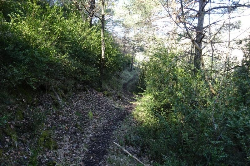 un sendero a través de un bosque lleno de árboles y arbustos