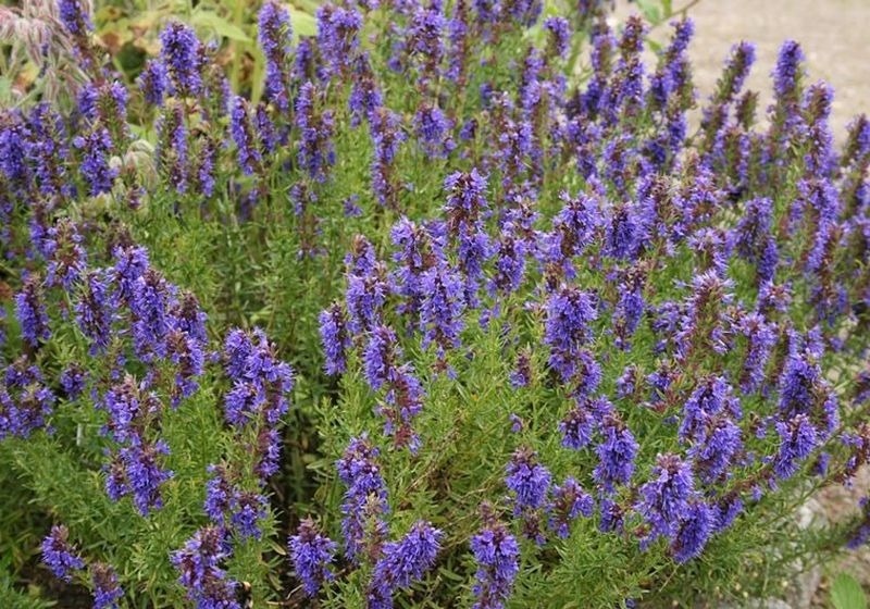 a bush with lots of purple flowers and green leaves