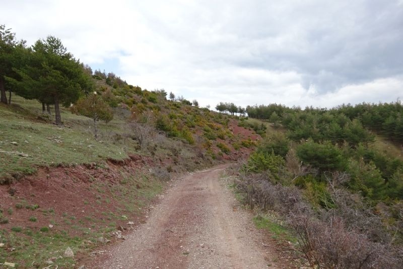 a dirt road with trees on the side of it