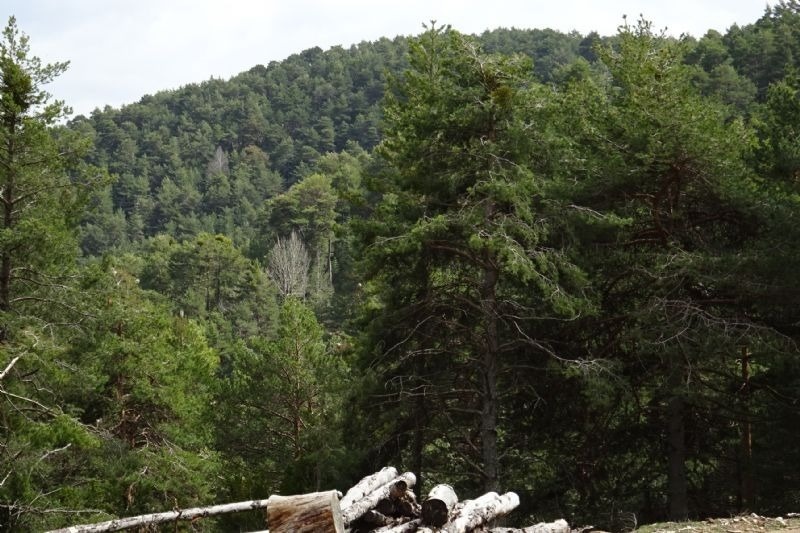 a pile of logs sits in the middle of a forest