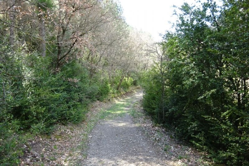 un camino de tierra a través de un bosque lleno de árboles y arbustos