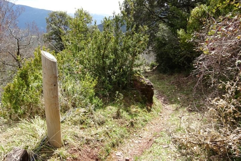 un pilar de fusta a l' esquerra d' un camí de bosc