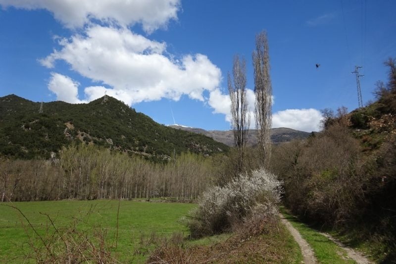 un arbre amb flors blancs a la ladera d' una ruta