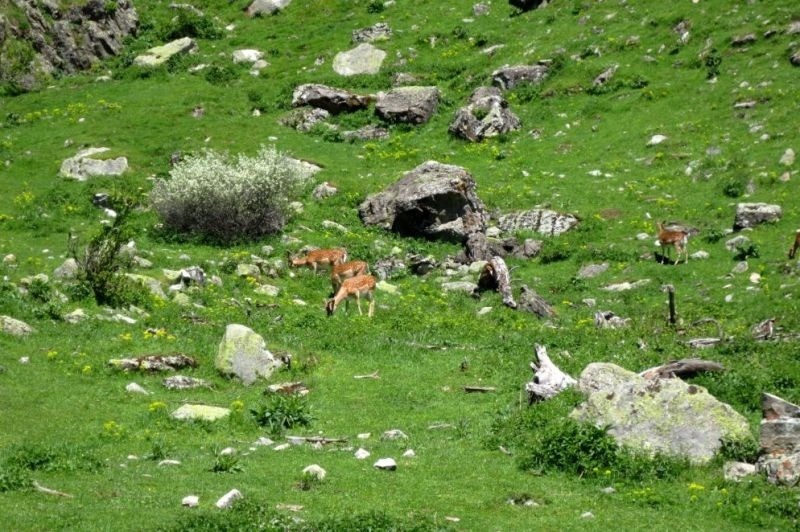un grupo de ciervos pastan en un campo de hierba y rocas .