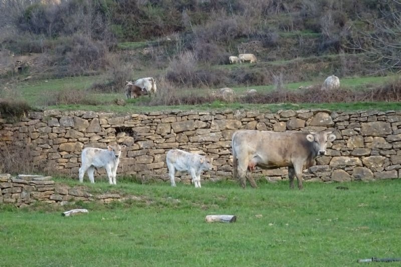 a group of cows standing in a grassy field near a stone wall