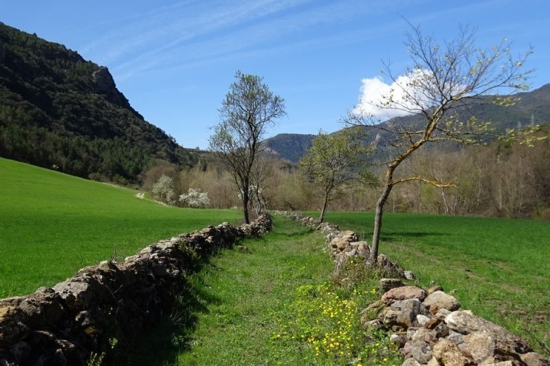 un arbre s'hi troba a l' ombra d' un mur de roca