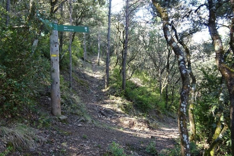 un poste de madera con una señal de sendero en el bosque