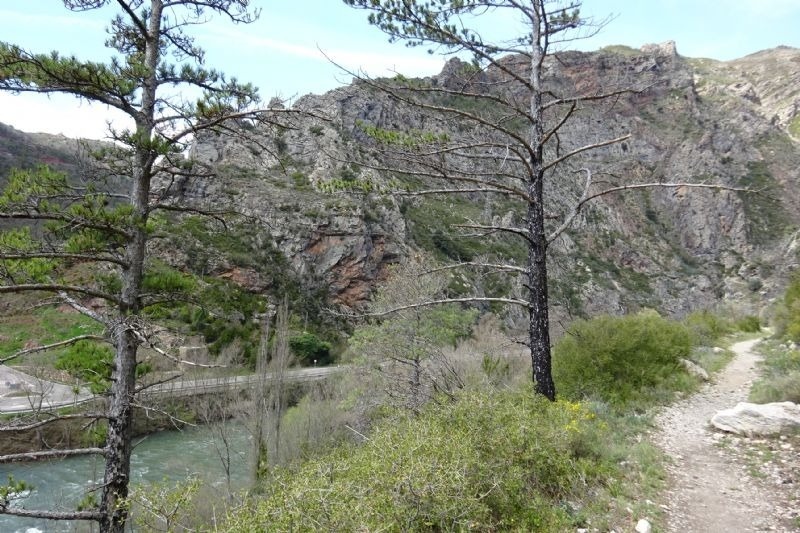 un puente sobre un río rodeado de árboles y rocas