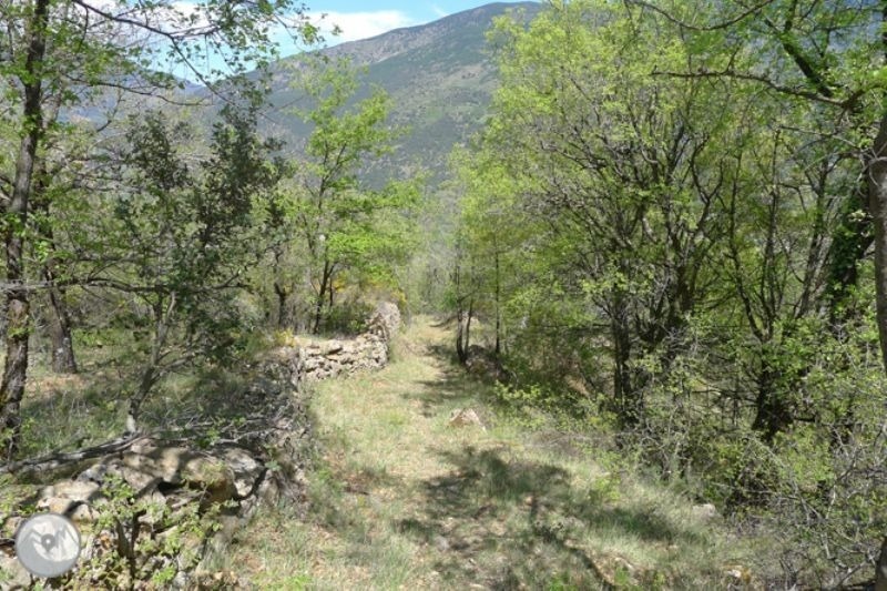 a path through a lush green forest with mountains in the background