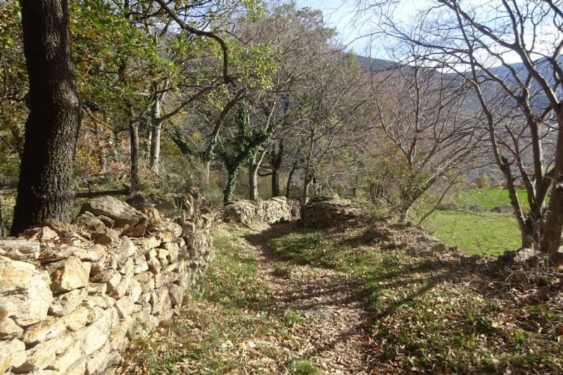 un camí de roca a través d' un bonic bosc