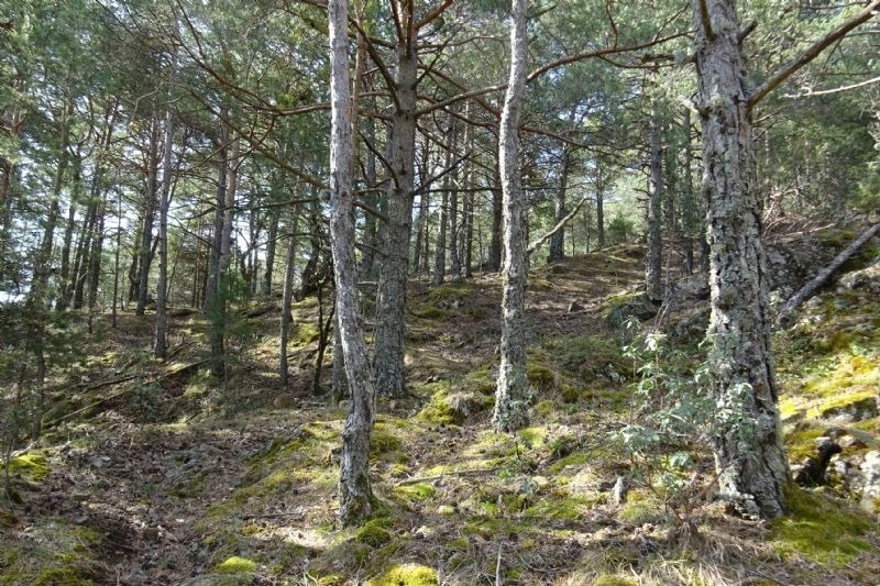 un bonic envoltat d' arbres i rocas