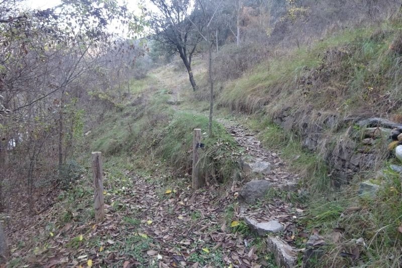 un arbre s'hi troba al marge d' un bosc